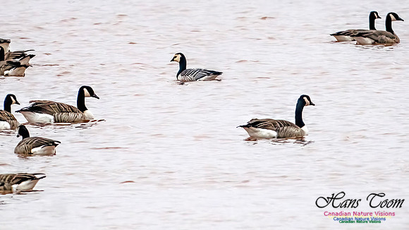 Barnacle Goose 200