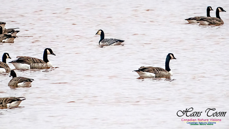 Barnacle Goose 200
