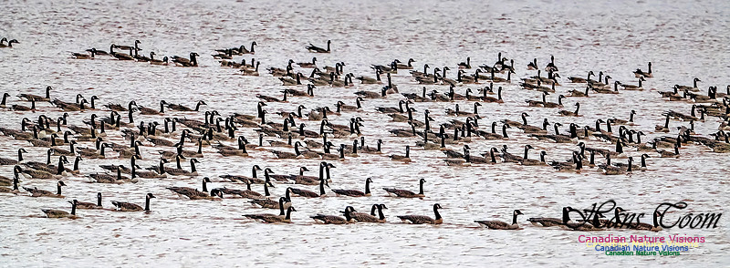 Canada Geese on Display 109