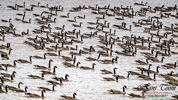 Canada Geese on Display 107