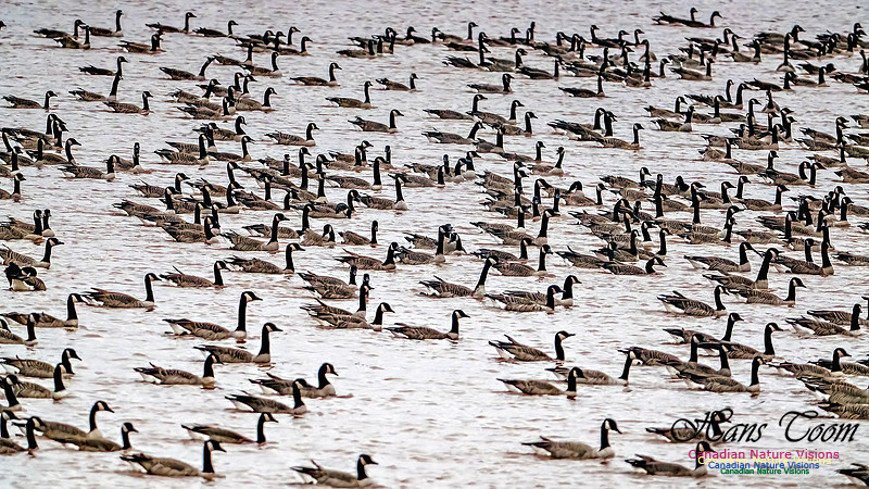 Canada Geese on Display 107