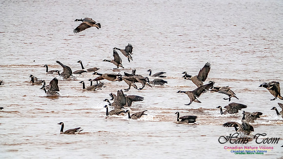 Canada Geese on Display 101
