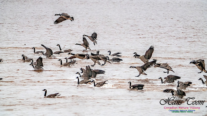 Canada Geese on Display 101