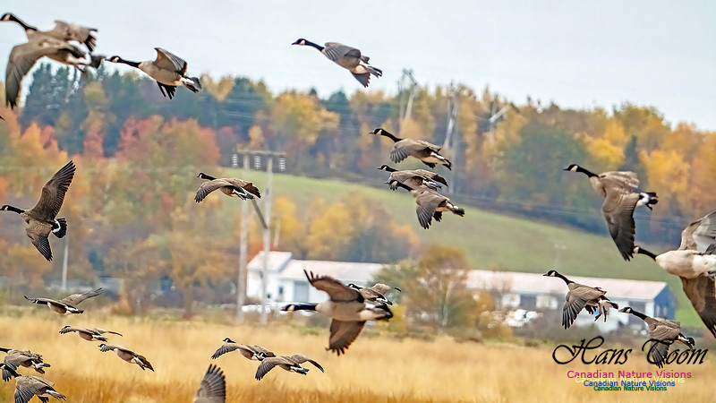 Canada Geese on Display 100