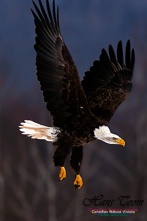 Bald Eagle
