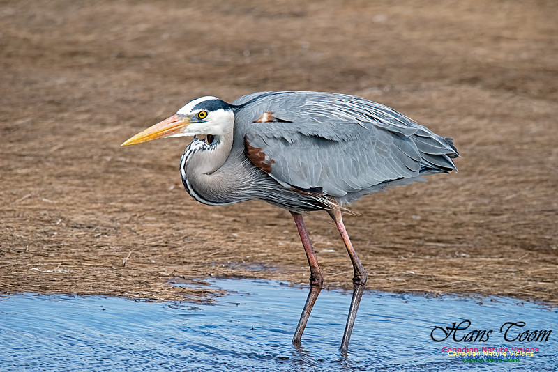 Great Blue Heron