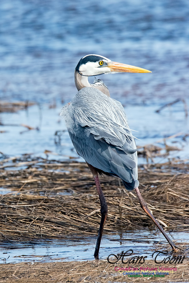 Great Blue Heron