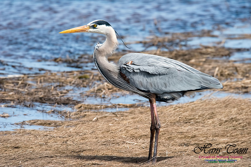 Great Blue Heron