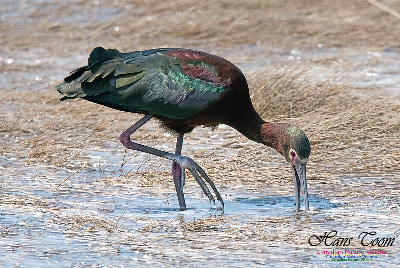 White-faced Ibis