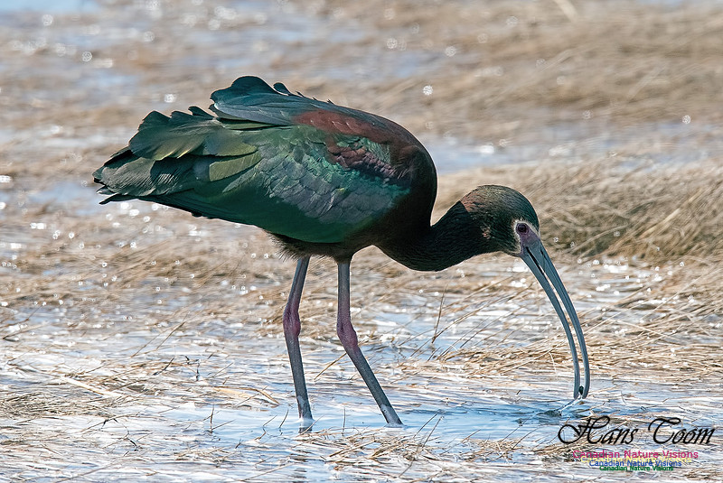 White-faced Ibis