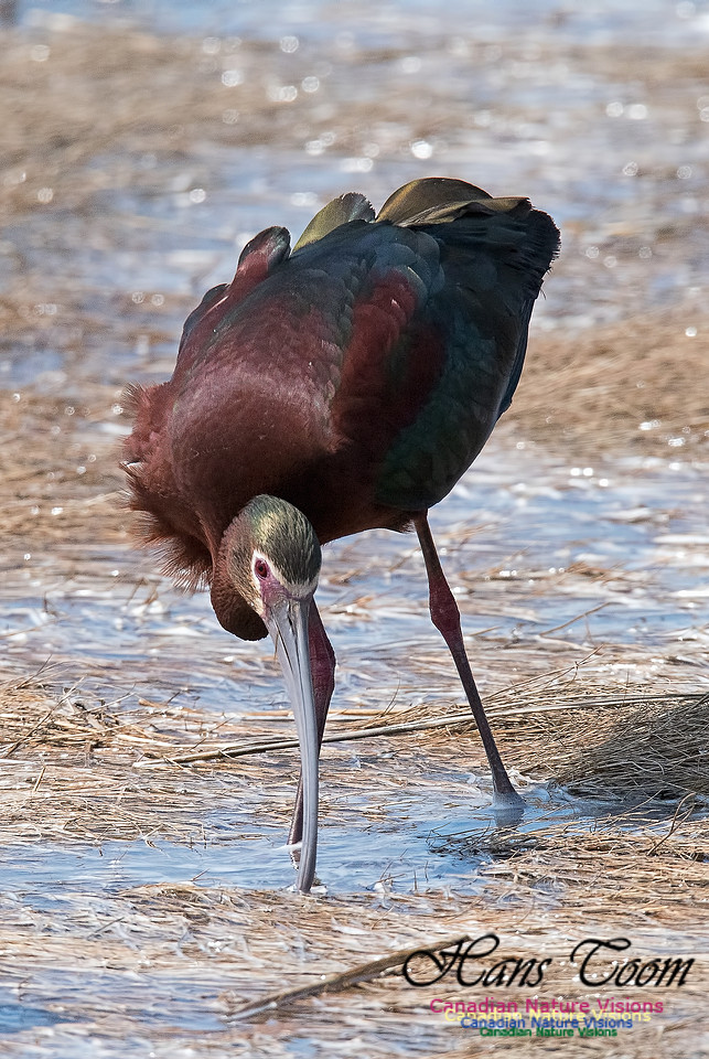 White-faced Ibis