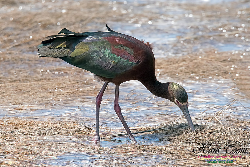 White-faced Ibis