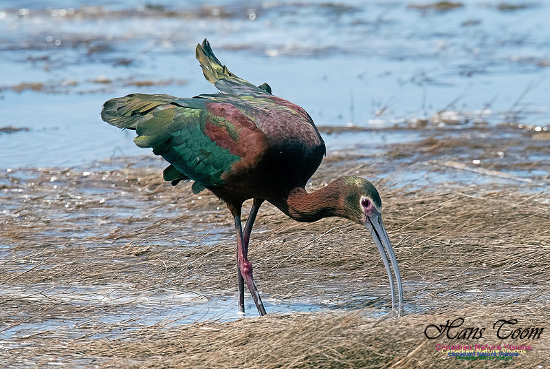 White-faced Ibis
