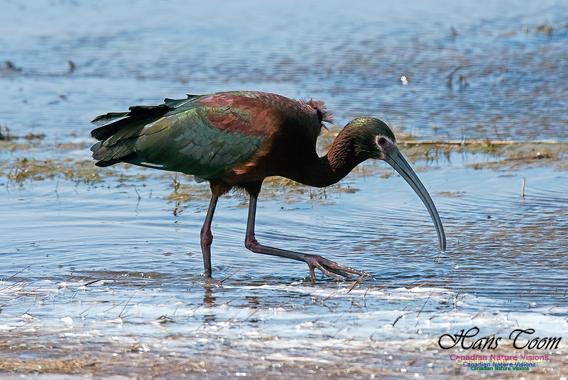 White-faced Ibis