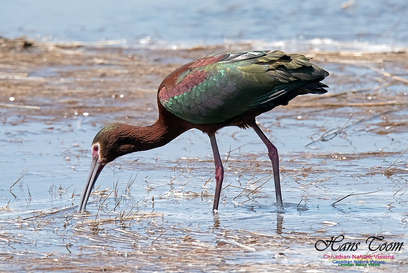 White-faced Ibis