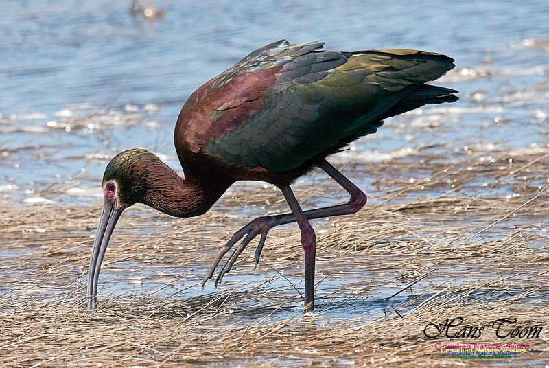 White-faced Ibis