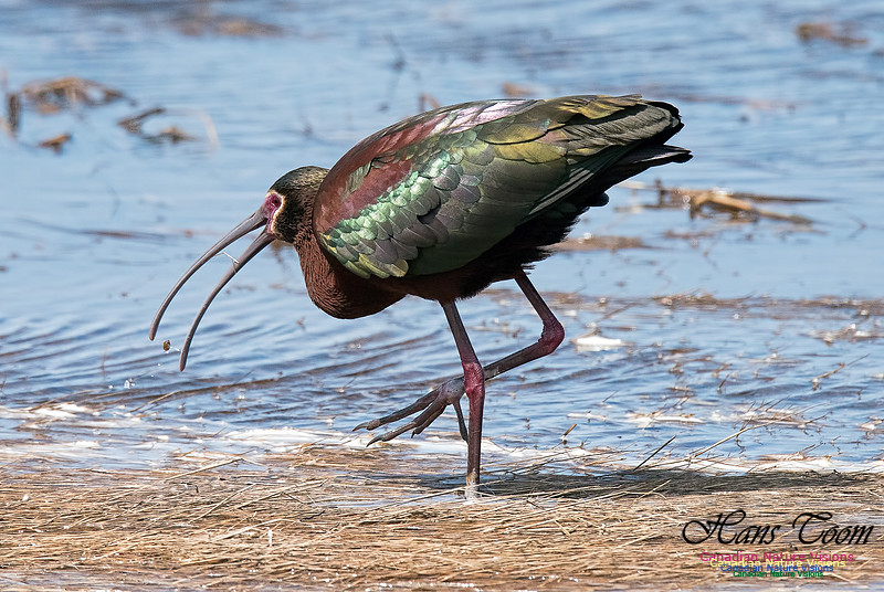 White-faced Ibis