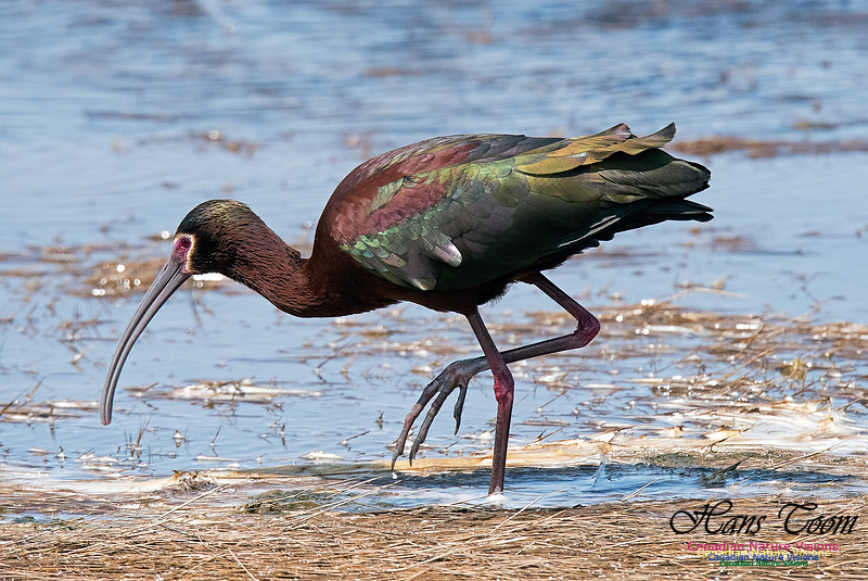 White-faced Ibis
