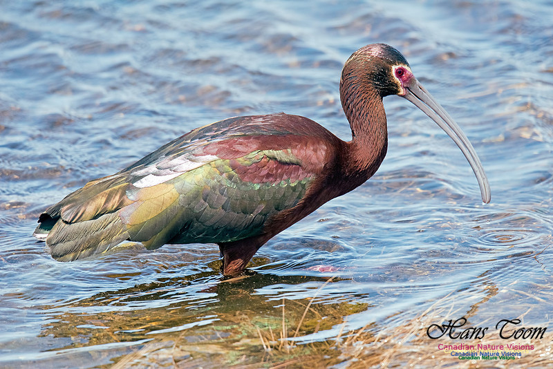 White-faced Ibis
