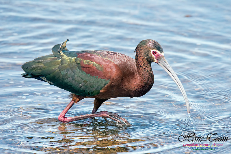 White-faced Ibis
