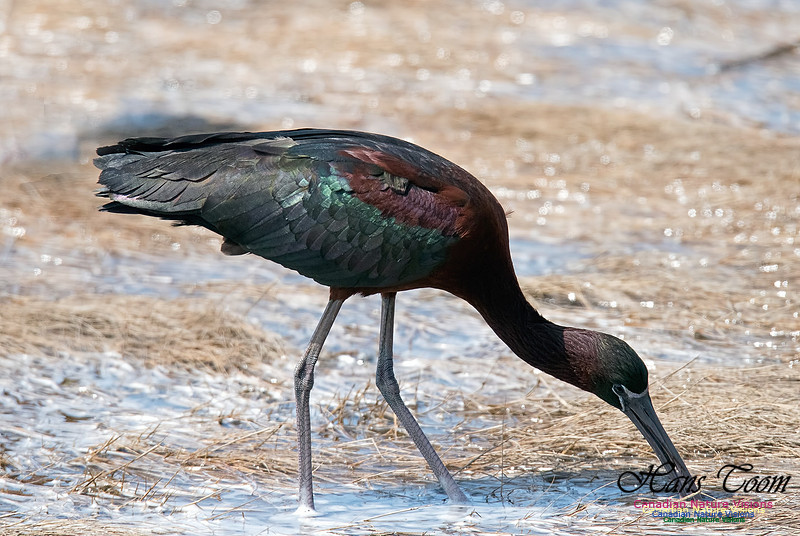 Glossy Ibis
