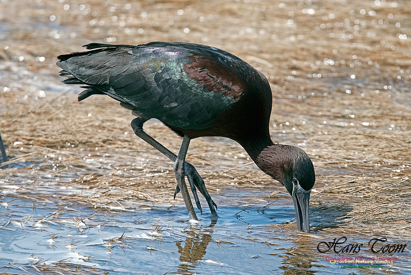 Glossy Ibis