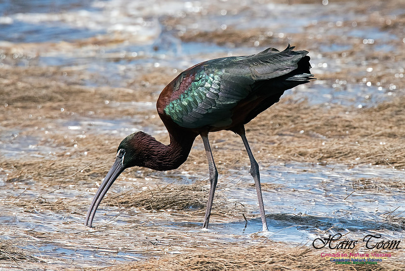 Glossy Ibis