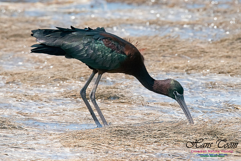 Glossy Ibis