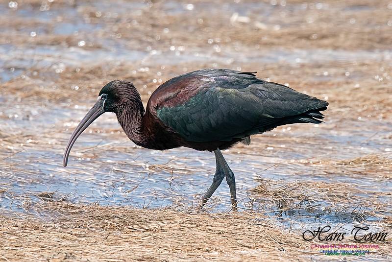 Glossy Ibis