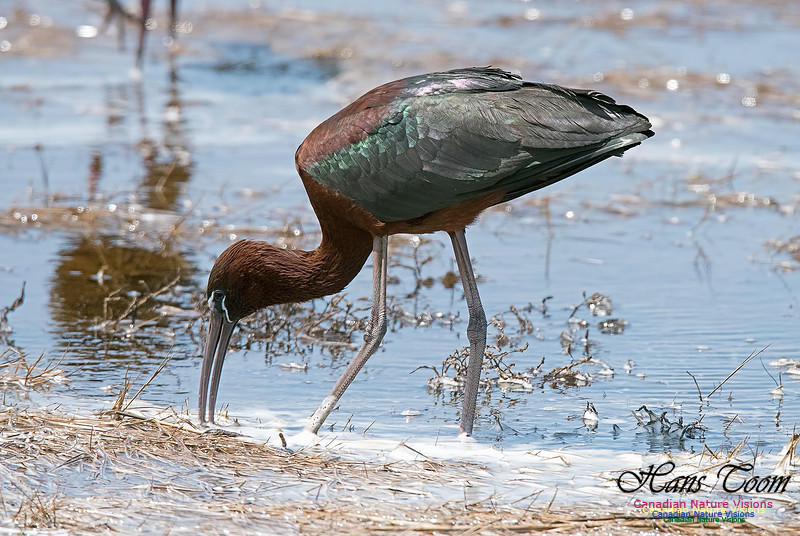 Glossy Ibis