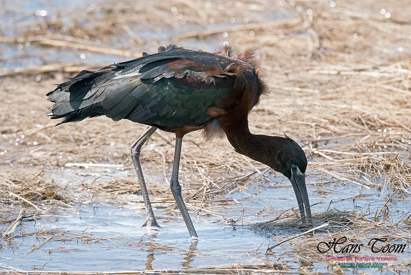 Glossy Ibis