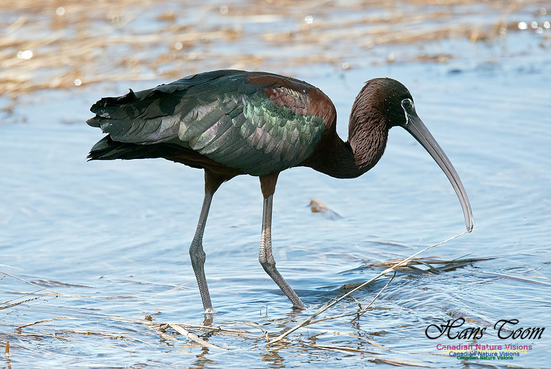 Glossy Ibis