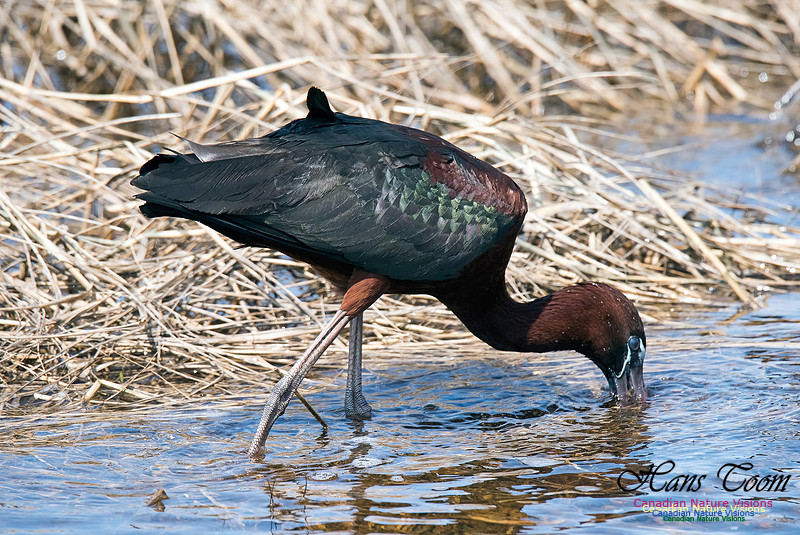 Glossy Ibis