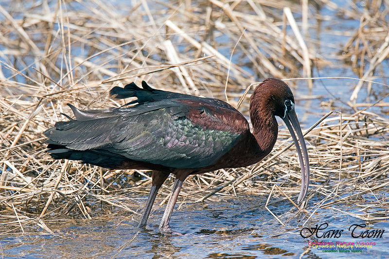 Glossy Ibis