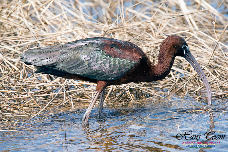 Glossy Ibis