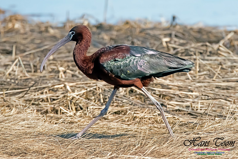 Glossy Ibis