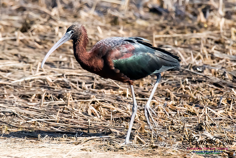 Glossy Ibis