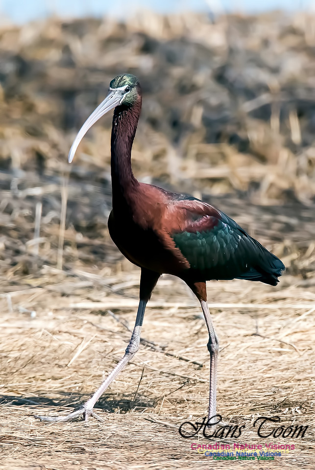 Glossy Ibis