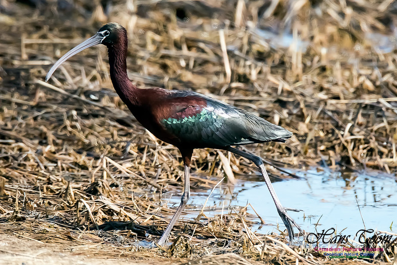 Glossy Ibis