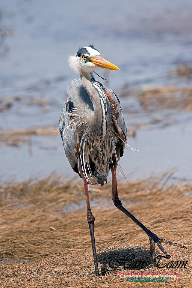 Great Blue Heron
