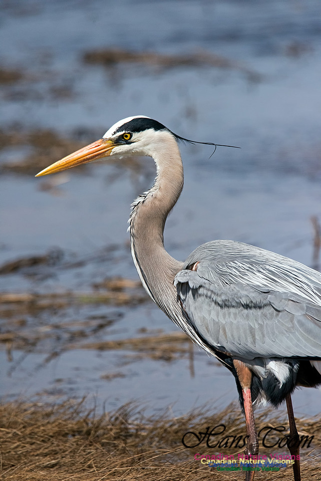 Great Blue Heron