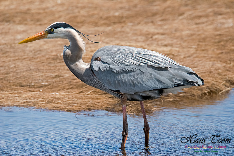Great Blue Heron