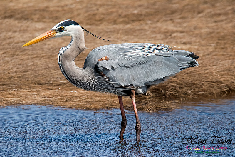 Great Blue Heron