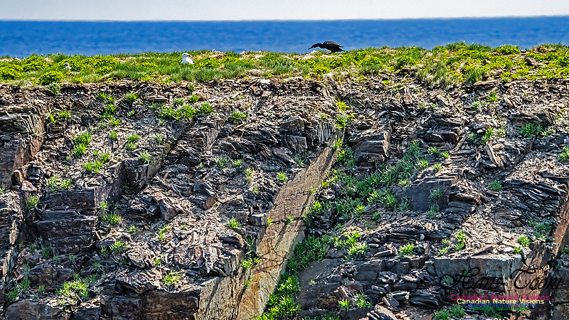 Elliston and Atlantic Puffins 136