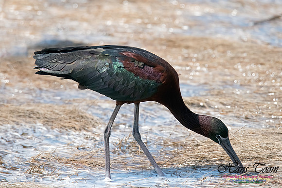 Glossy Ibis