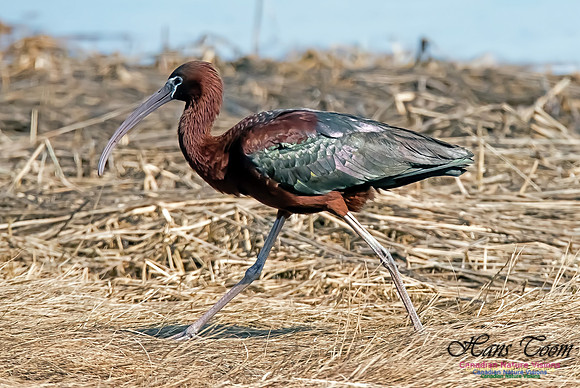 Glossy Ibis
