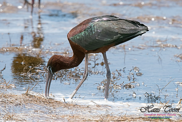 Glossy Ibis