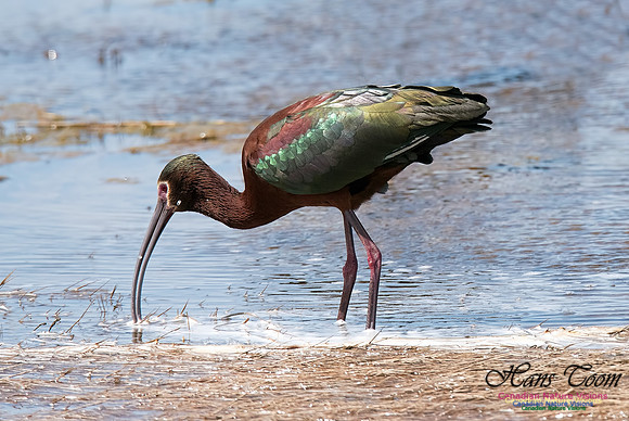 White-faced Ibis