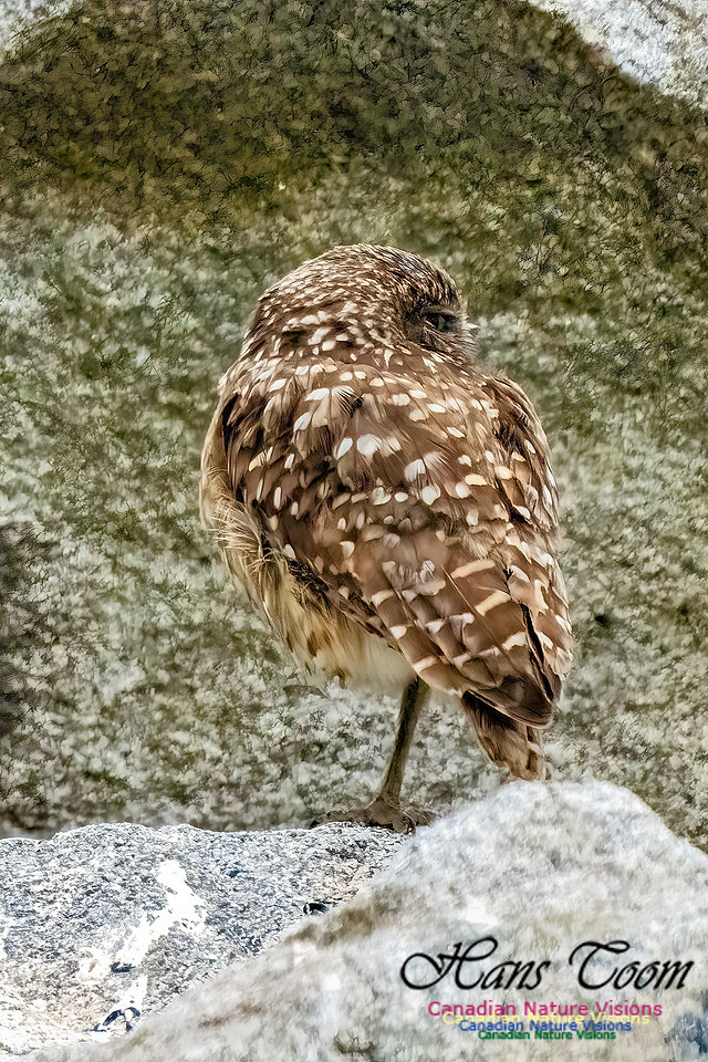 Burroying Owl 118