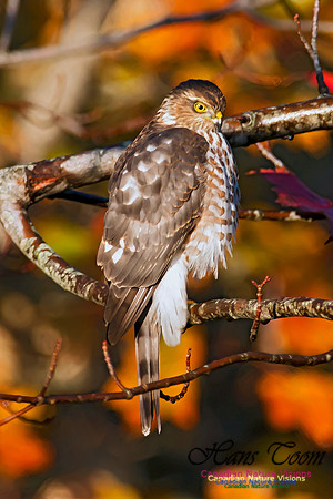 Sharp-shinned Hawk 16